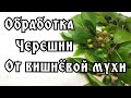 ВТОРАЯ ОБРАБОТКА ЧЕРЕШНИ И ВИШНИ