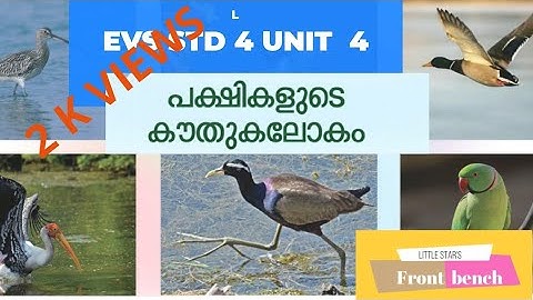 STD 4 EVS പക്ഷികളുടെ കൗതുക ലോകം (WONDER WORLD OF BIRDS)azi frontbench