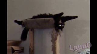 Meme cats inc.