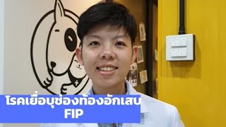 โรคฮิตติดเชื้อในแมว Ep.3 'โรคเยื่อบุช่องท้องอักเสบ ( FIP )'