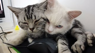 Daily life records of cats | happy moments of cats | cat fights | cats like couples vlog