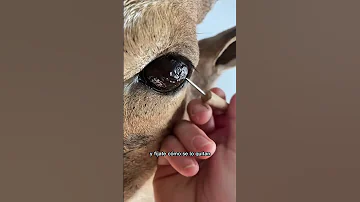 ¿Hay algún animal que tenga un solo ojo?