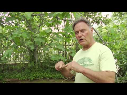 The Fruiting Fig