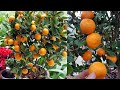 Rahasia SUKSES Menanam Jeruk SANTANG MADU Di Dalam Pot Cepat Berbuah - How to Grow orange honey