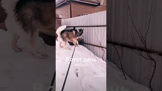 воспоминания 😀 #husky #всемпривет #shortvideo #подпишись #доброеутро