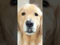 ドライヤー頑張りました #大型犬 #ゴールデンレトリバー