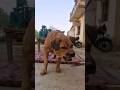 She is not a dog adarsh tiwari vlog  she is alexa  dailyshortsshorts  trending