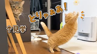 童心に帰っておもちゃで大はしゃぎする猫が可愛すぎた