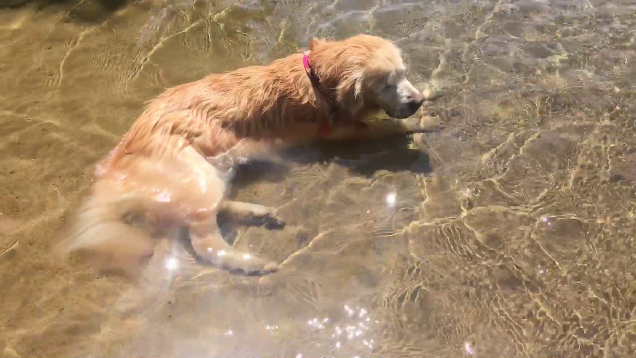 Smiley getting some Hydrotherapy the weather channel