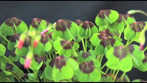 Timelapse »Triggertrap«-Test #2: iPhone Camera extern Canon 7D!