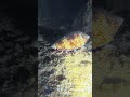 Night dive at Paradise