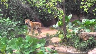 Tiger in Guangzhou zoo.