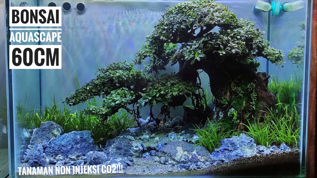 233 Membuat bonsai aquascape dari kayu rasamala YouTube