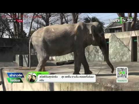 เผยภาพสุดท้าย คุณยายช้างฮานาโกะ | 27-05-59 | เช้าข่าวชัดโซเชียล | ThairathTV
