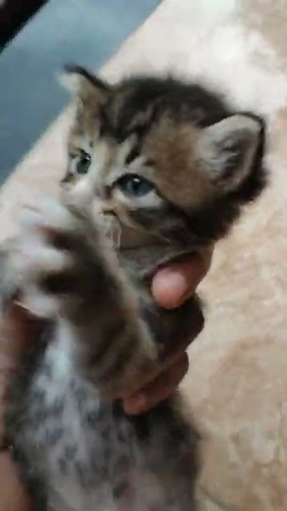 anak kucing persia dan kucing kampung domestik mixdome lucu kucing ras keturunan