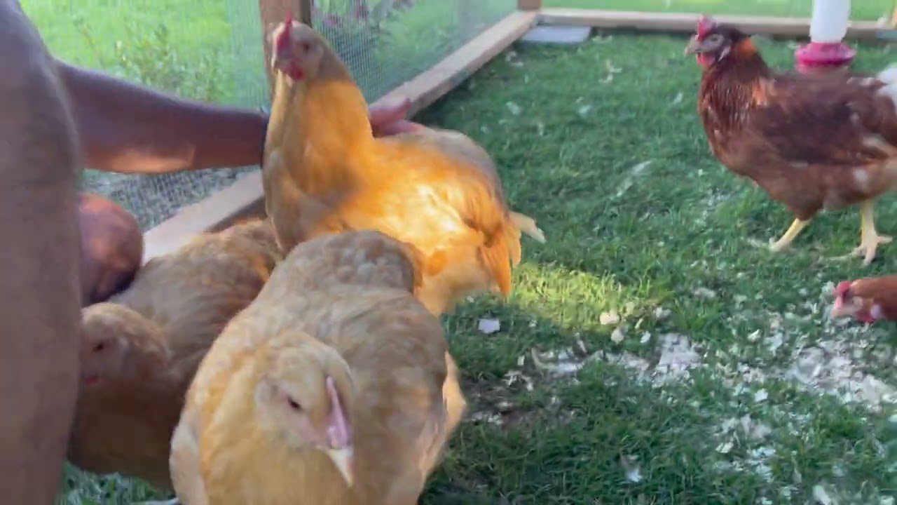 Happy Chickens kissing (Watch til the end)