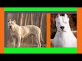 Dogo Argentino : The most amazing secret you need to know | dogo argentino dogs