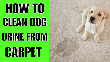 How To Clean Dog Urine From Carpet (Step By Step)