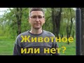 Человек это животное или нет?