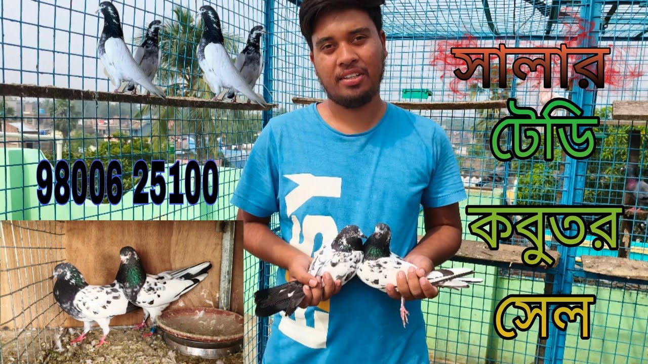 Teddy Kabootar For Sale In Indian Loft Name  Member Choton  #choton #pigeon #taddy #sumon_bhai 