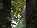 Golden glow beauty of the male American Goldfinch 💛🐦#birds #asmr #birdsong #birdwatching #nature #fy