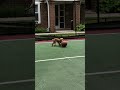 Puppy loves to play basket ball  