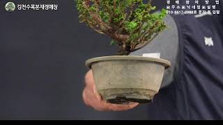 김천수목분재경매원분재경매방송2025.06.04