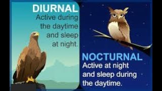 Difference Between Diurnal and Nocturnal Animals and Plants - YouTube