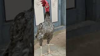 It should look like a queen | Old Line Breed