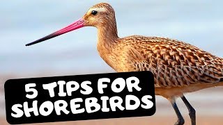 Birdwatching Tips: How To Identify Shorebirds