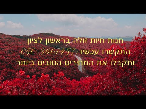 וִידֵאוֹ: בעקבות הטרגדיה, הצלת חיות המחמד של אורלנדו נכנסת לעזור