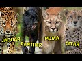 JAGUAR, PANTHER, PUMA, CITAH. MEREKA SAMA ATAU BERBEDA ?