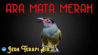 MASTER Ara Mata Merah | Jeda Terapi Air