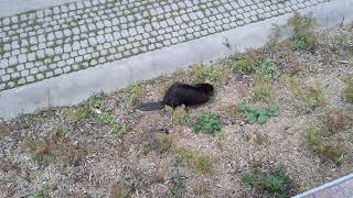A Beaver in the City! by CAT-astrophic! 4 views 10 days ago 20 seconds
