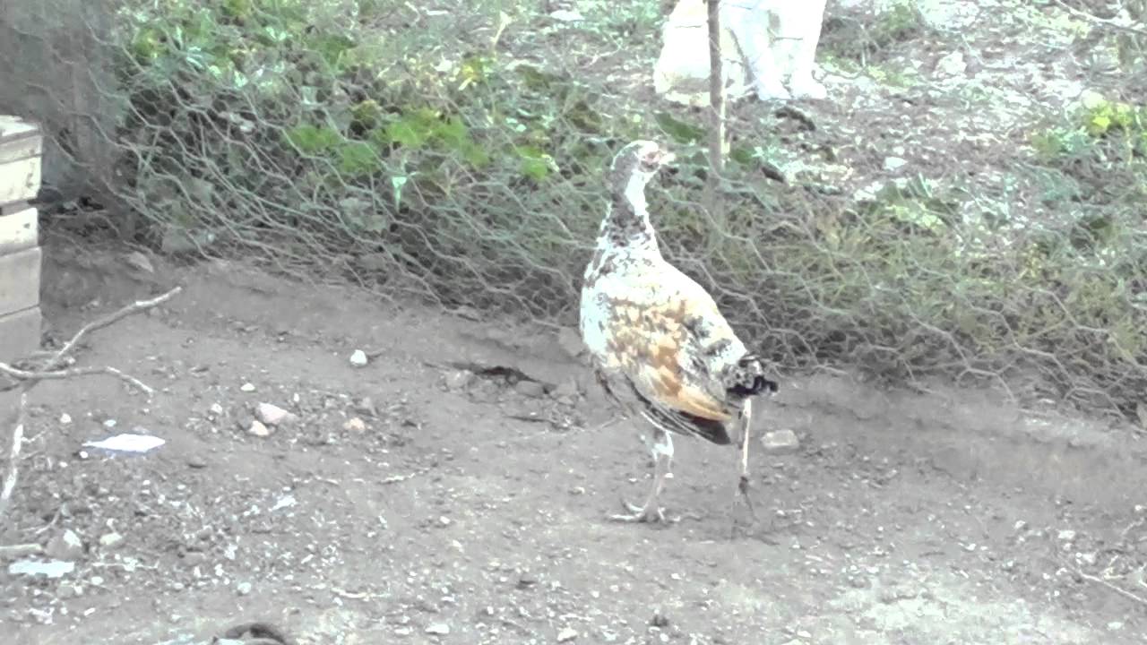 Cruce gallina y faisán - YouTube