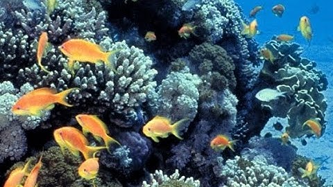 Coral Reefs of the Gulf: A Unique Ecosystem