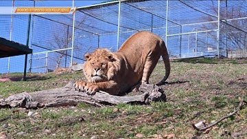 Cat of the Week: Meet Kyro, the Playful Li-Liger at Turpentine Creek