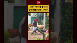 Viral Video : अपने हाथ से मोर को दाना खिलाते PM Modi | #shorts #trending #ytshorts