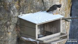 Great Spirit Bluff Falcons  3rd Falcon try to land Nest Box cam top