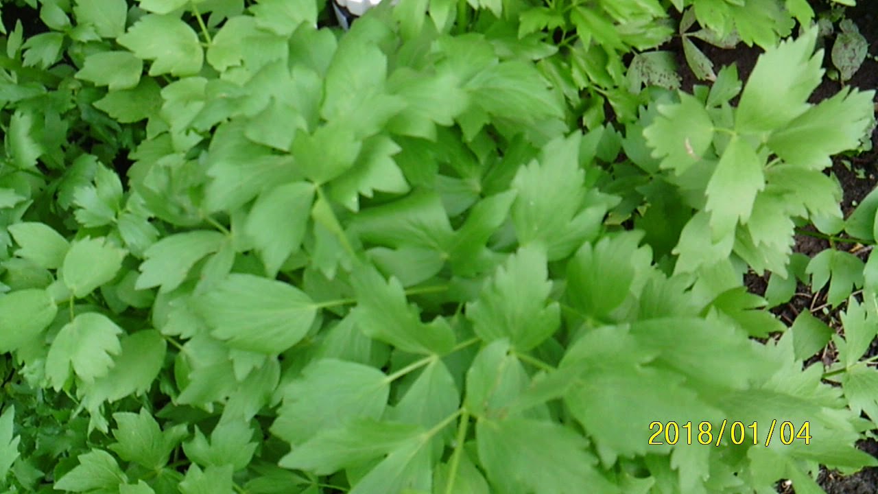 Celeriac- The Celery Alternative - YouTube