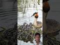 great crested grebe #shortvideo​