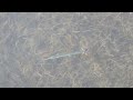 Needlefish hunting at the dock