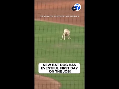 New bat dog