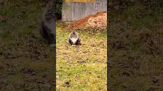 Очень важный #кот #этномузыка
