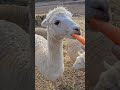 Spitting Alpaca. #viralvideo #alpaca