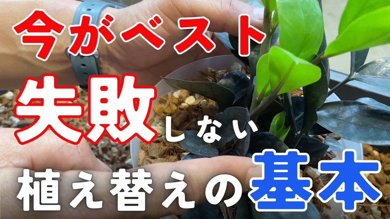 間違えてない？】ザミオクルカスレイヴンの最適な植え込み方法/#観葉