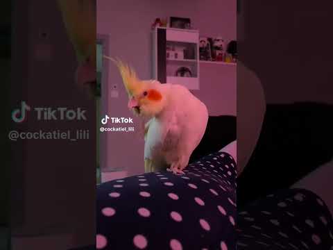 اروى فدوه جمالك