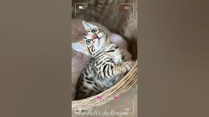 Video 9377091: bengalcat bengals cat kitten, bengal cat chaton kitten, brown bengal kitten