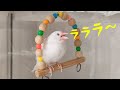 【文鳥の鳴き声がたくさん聞ける動画】‘’Java sparrow‘’‘’Java bird‘’‘’Java finch‘’‘’문조‘’