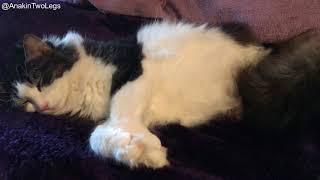 Anakin The Two Legged Cat Caturday in Dreamland by Anakin The Two Legged Cat 1,521 views 5 years ago 1 minute, 10 seconds